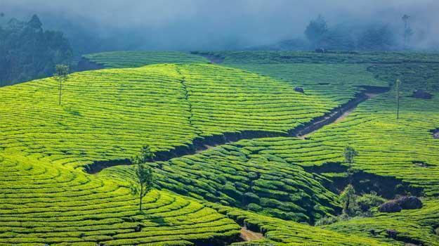 Blossom Hydel Park In Munnar 