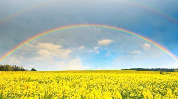 Real Rainbows Real Rainbows