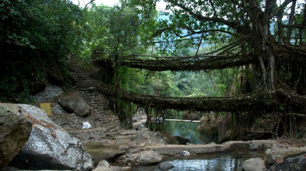 living roots