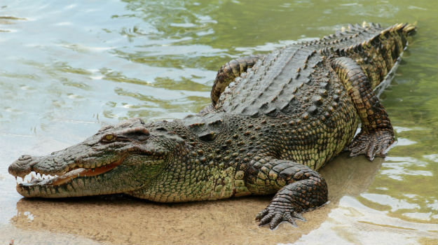 5travel-crocodile