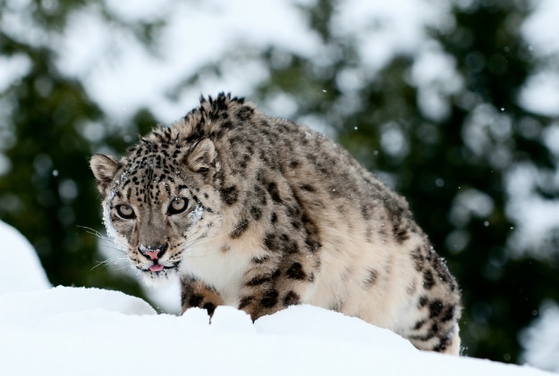 snow leopard gulmarg