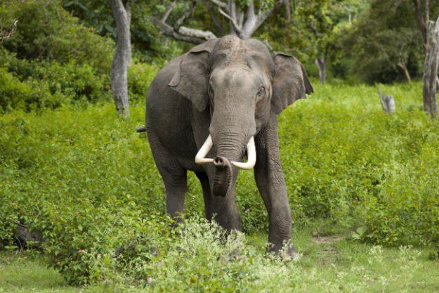 Photograph Courtesy: Yathin S Krishnappa/Creative Commons
