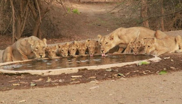 Gir-Lions