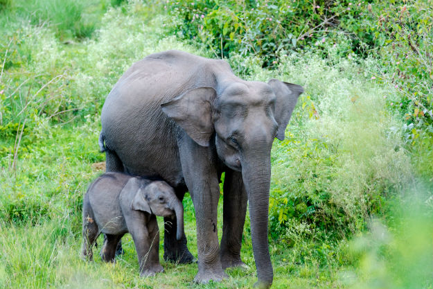 Bandipur