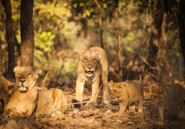 Gir Forest