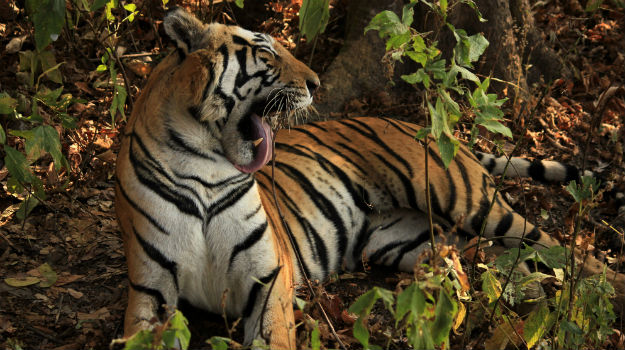 Kanha-national-park