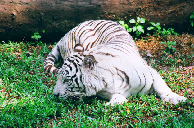 Sundarbans