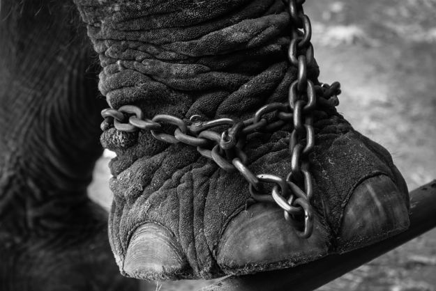 Animal Cruelty in Tourism Elephants Used for Rides and