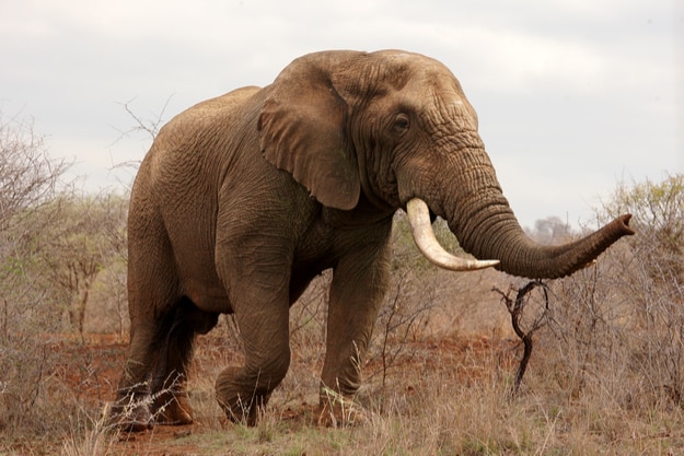 Escaped Kruger Park lions shot and killed