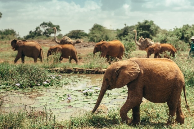 Photos of Nairobi, a Capital That Blends Urban and Untamed Wilderness