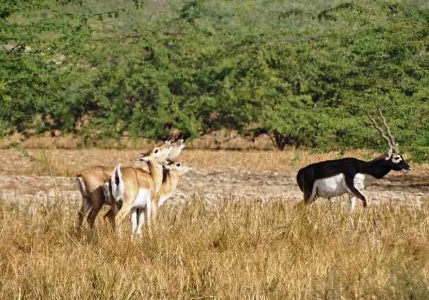 5 Reasons to Visit Bishnoi the next Time You Are in Jodhpur