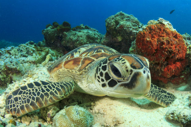 green-sea-turtle-population-in-northern-great-barrier-reef-is-turning