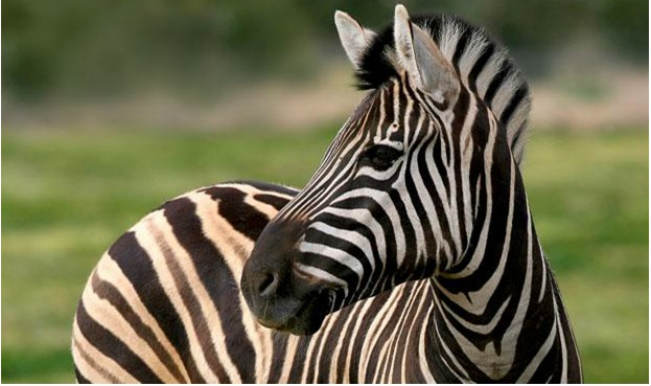 Why do Zebras have black and white stripes? Find out here! - India.com