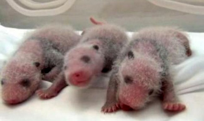 Aw! World's first surviving panda triplets at Chinese zoo Panda triplets in China
