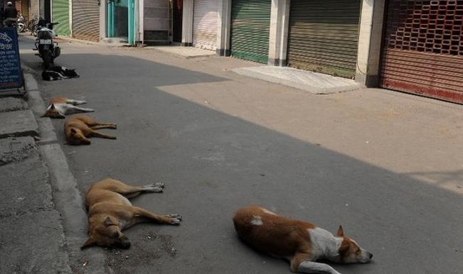 New Delhi's stray dogs to be part of security squad ...