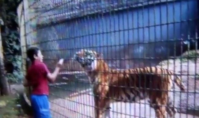 Shocking video: Tiger bites 11-year-old boy's hand at Brazilian zoo! Shocking video: Tiger bites 11-year-old boy's hand at Brazilian zoo!
