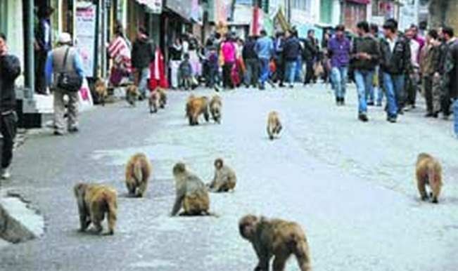 Monkey menace: Lift ban on monkey export for bio-medical research Monkey menace: Lift ban on monkey export for bio-medical research