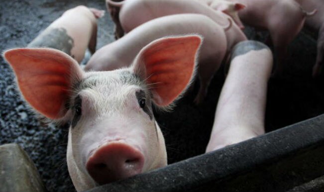 essay on swine flu in india Swine flu sees spike in maharashtra congress wants ballot papers in future polls, plans the first swine flu death in india. essay on swine flu in india Swine flu sees spike in maharashtra congress wants ballot papers in future polls, plans the first swine flu death in india.