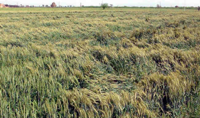 Unseasonal rains damage crops, kill 14 in North India Unseasonal rains damage crops, kill 14 in North India