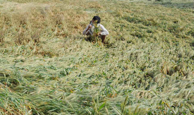 Vidarbha crop crisis: Unseasonal rains and hailstorm destroy 50,000 hectares of crops; 1,00,000 farmers affected Vidarbha crop crisis: Unseasonal rains and hailstorm destroy 50,000 hectares of crops; 1,00,000 farmers affected