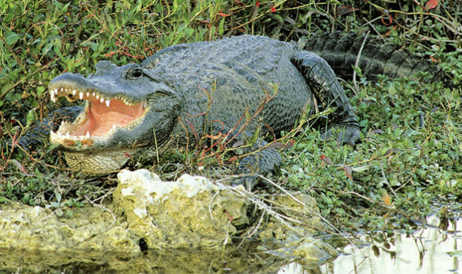 How Do Alligators Have Sex 20