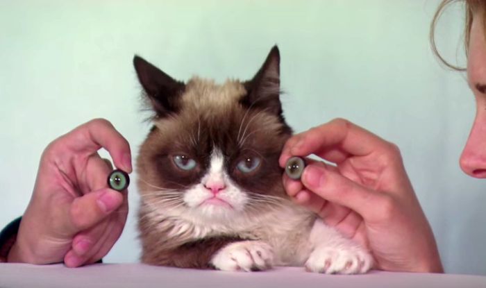 OMG! Grumpy Cat to get waxed at Madame Tussauds Museum and she’s absolutely grumpy about it!