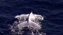 Rare white whale caught on video off Australia coast