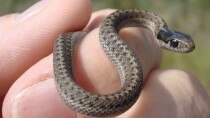 Rare Video: Snake giving birth is mother nature’s icky wonder