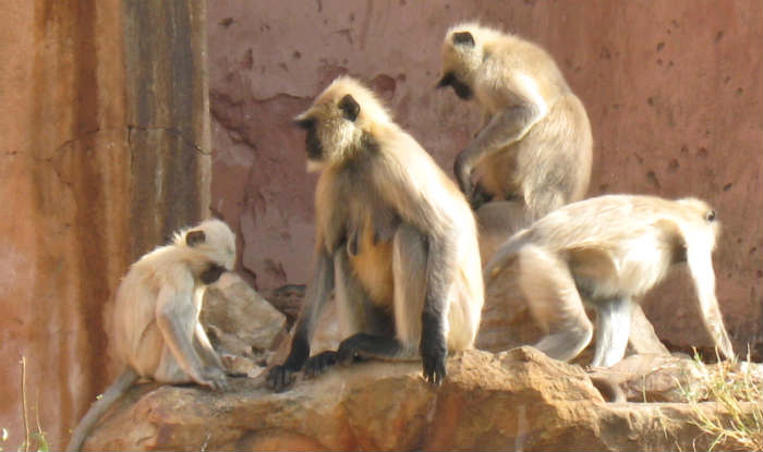Monkeys see visual illusions like humans Monkeys see visual illusions like humans
