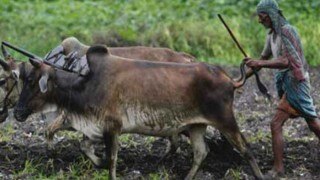 Congress: Rain-affected farmers not given proper relief in Gujarat Congress: Rain-affected farmers not given proper relief in Gujarat