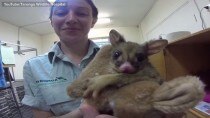 Orphaned Baby Possum snuggles toy kangaroo: Photos and video go viral