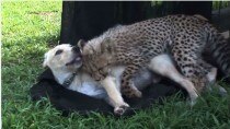 Incredible! Cheetah cub and puppy are best friends