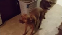 LOL! Dogs run away when owner asks ‘Who tore my pants off?’ (Video)