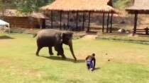 The video of Elephant rushing to save her caretaker is inspiring!