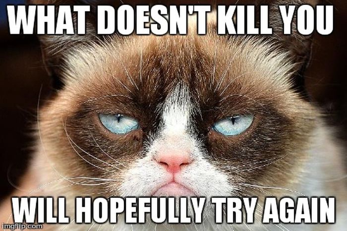 21 Grumpy Cat memes to instantly make you grumpy however happy you are! | Animals News, India.com