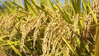 Higher paddy procurement in Punjab this year; crosses 100 lakh tonnes Higher paddy procurement in Punjab this year; crosses 100 lakh tonnes