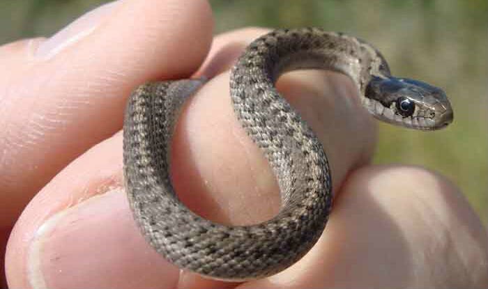 how snakes got legless india how snakes got legless india