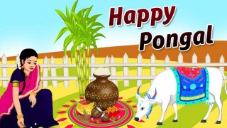 Pongal 2017: Importance and Significance of the 4 day traditional South Indian harvest festival is celebrated in Tamil Nadu Pongal 2017: Importance and Significance of the 4 day traditional South Indian harvest festival is celebrated in Tamil Nadu