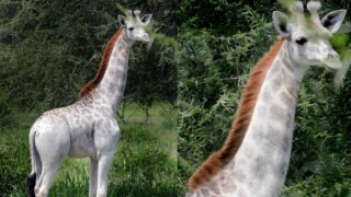 Omo, a rare white giraffe spotted in Tanzania takes the internet by storm! See Pictures Omo, a rare white giraffe spotted in Tanzania takes the internet by storm! See Pictures