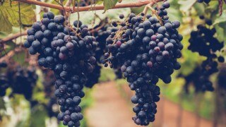 The Several Health Benefits of Eating Grapes The Several Health Benefits of Eating Grapes