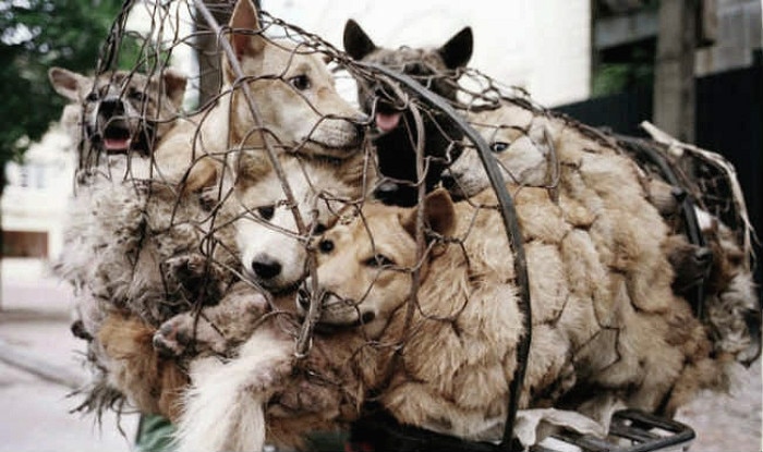 Image result for Yulin dog eating festival