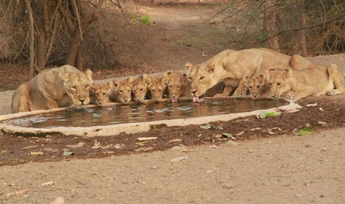 Image result for Gir National Park in India where Asiatic lions can be seen