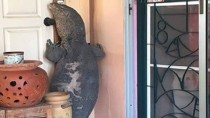 Scary! A giant lizard tried to enter this Thai man’s house. Watch what he did (Viral Video)