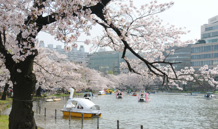 Cherry Blossoms Spread Tranquility In The Northeast