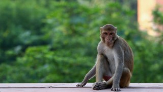 Odisha: 17-day-old Infant Stolen by Monkey, Found Dead in Well Odisha: 17-day-old Infant Stolen by Monkey, Found Dead in Well