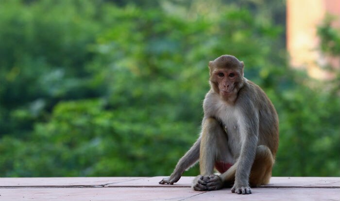 Monkeys Attack Priest, Falls From Roof - India.com