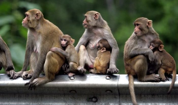 indian monkeys à¤à¥ à¤²à¤¿à¤ à¤à¤®à¥à¤ à¤ªà¤°à¤¿à¤£à¤¾à¤®