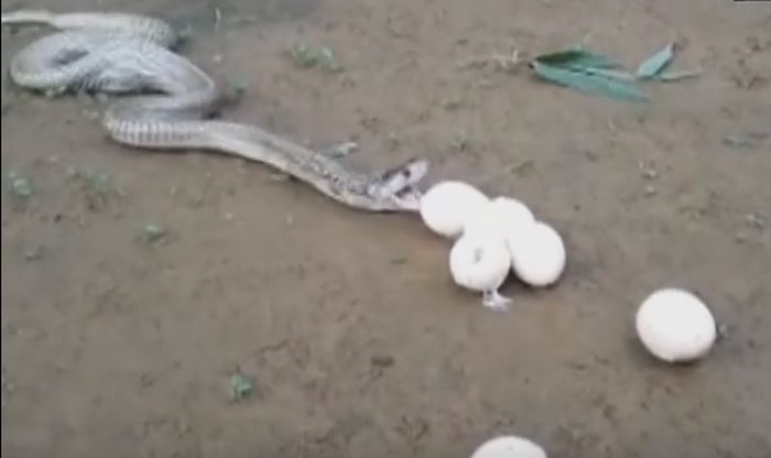 This deadly cobra spitting up 6 eggs after swallowing them whole is the craziest video you’ll ever see!