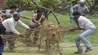 Delhi High Court permits the Government to go ahead and kill vermins Delhi High Court permits the Government to go ahead and kill vermins
