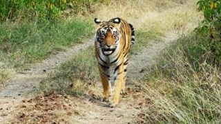 Kruthika: 19 year old tigress and pride of Karnataka Safari, passes away Kruthika: 19 year old tigress and pride of Karnataka Safari, passes away